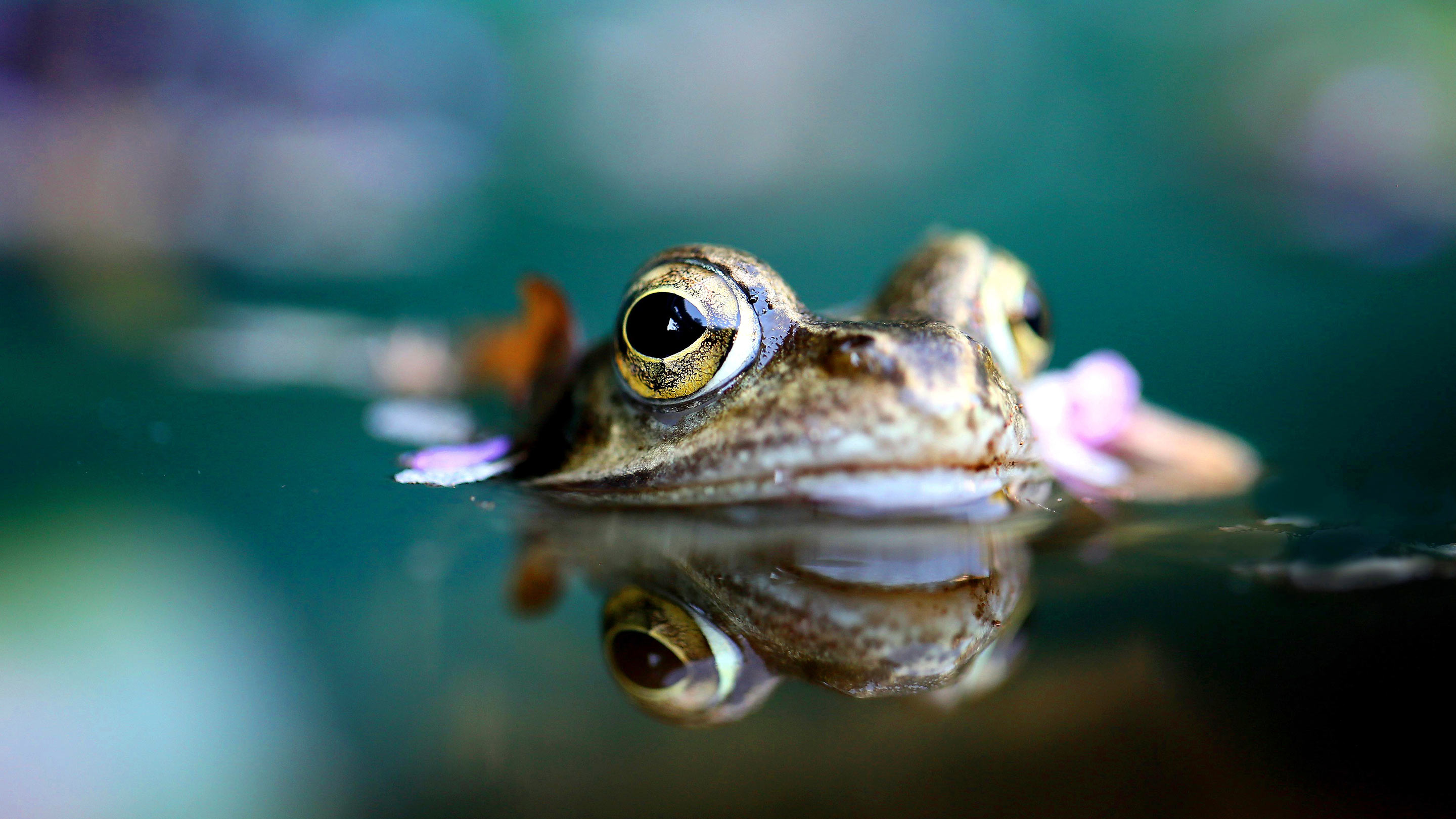 Frosch mit großen Augen steckt Kopf aus dem Wasser