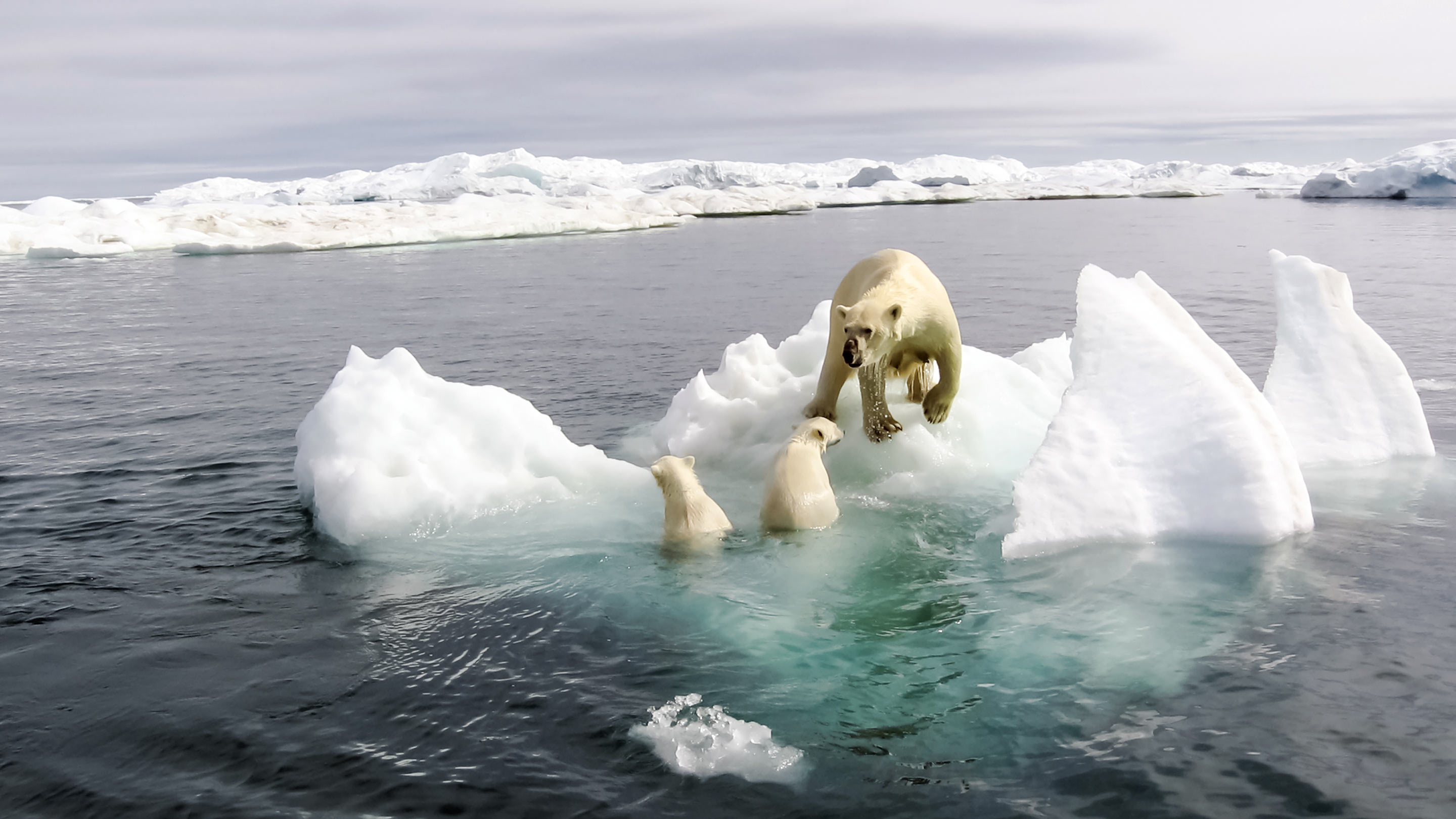 Eisbären auf einem kleinen Eisberg