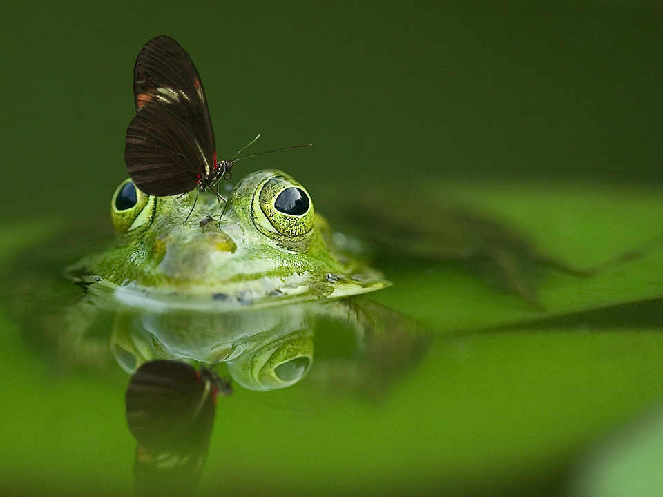 Schmetterling sitzt auf dem Kopf eines Froschs